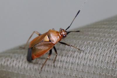 <i>Deraeocoris ruber</i>