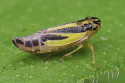 <i>Evacanthus interruptus</i>