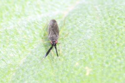<i>Heterotoma planicornis</i>