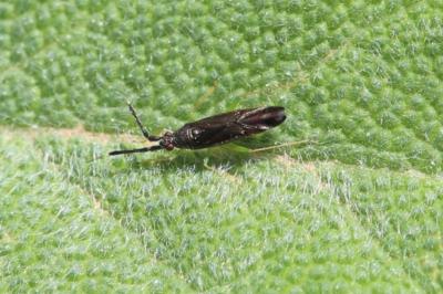 <i>Heterotoma planicornis</i>