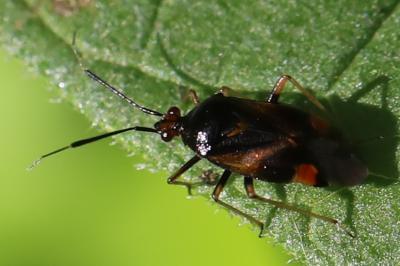 <i>Deraeocoris ruber</i>