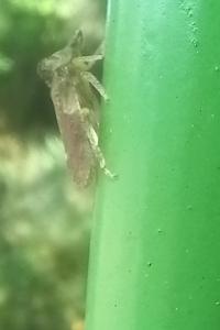 <i>Ledra aurita</i>