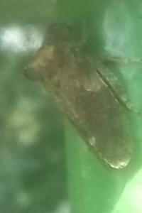 <i>Ledra aurita</i>