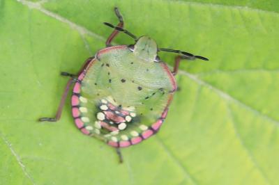 <i>Nezara viridula</i>