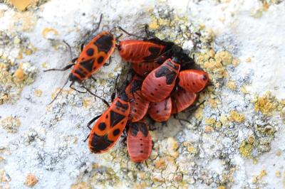 <i>Pyrrhocoris apterus</i>