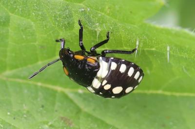 <i>Nezara viridula</i>