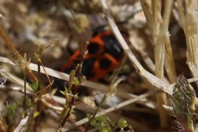 <i>Pyrrhocoris apterus</i>