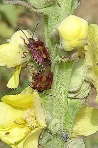 <i>Carpocoris purpureipennis</i>