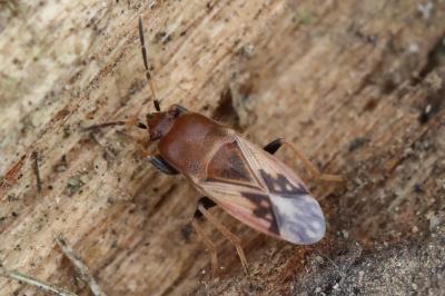 <i>Megalonotus emarginatus</i>