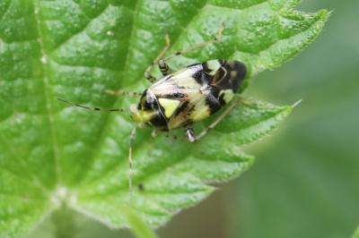 <i>Liocoris tripustulatus</i>