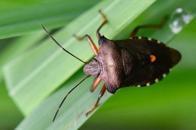 <i>Pentatoma rufipes</i>