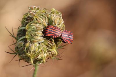 <i>Graphosoma italicum</i>