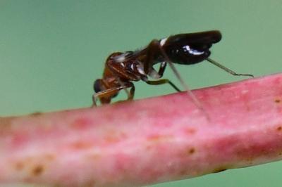 <i>Mimocoris</i>