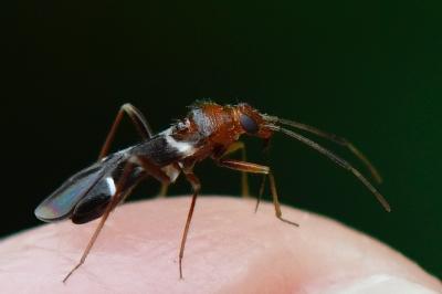 <i>Mimocoris</i>