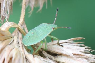 <i>Palomena prasina</i>
