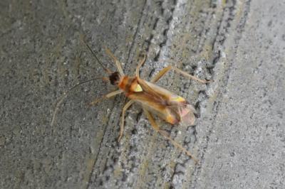 <i>Campyloneura virgula</i>