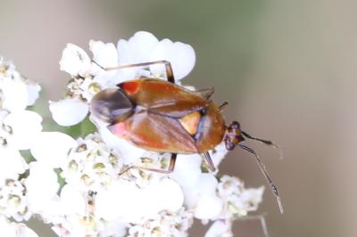 <i>Deraeocoris ruber</i>
