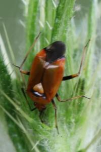 <i>Deraeocoris ruber</i>