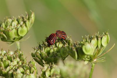 <i>Graphosoma italicum</i>