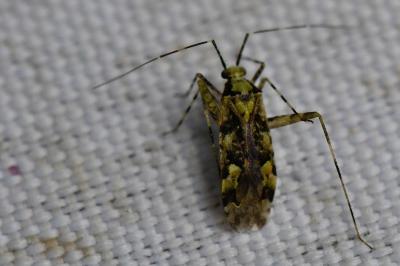 <i>Phytocoris tiliae</i>