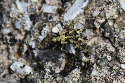 <i>Phytocoris tiliae</i>