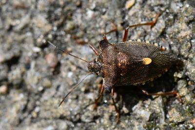 <i>Pentatoma rufipes</i>