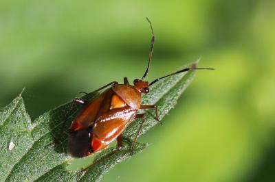 <i>Deraeocoris ruber</i>