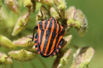 <i>Graphosoma italicum</i>