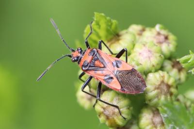 <i>Corizus hyoscyami</i>