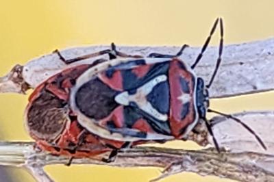<i>Eurydema ornata</i>