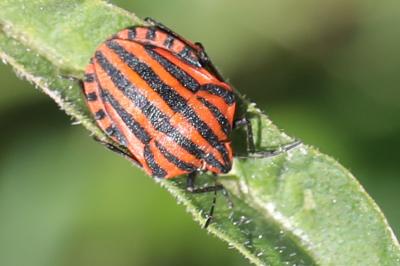 <i>Graphosoma italicum</i>