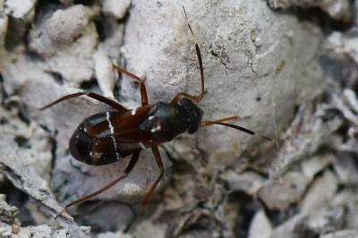 <i>Pilophorus</i>