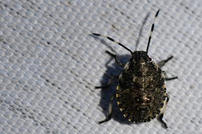 <i>Rhaphigaster nebulosa</i>