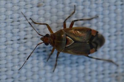 <i>Deraeocoris flavilinea</i>