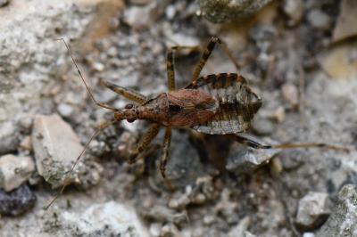 <i>Himacerus apterus</i>