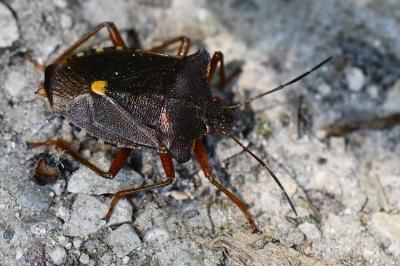 <i>Pentatoma rufipes</i>
