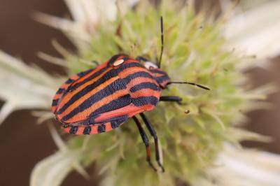 <i>Graphosoma italicum</i>