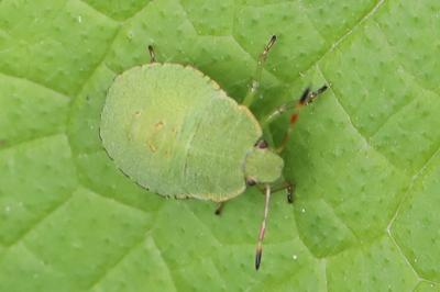 <i>Palomena prasina</i>