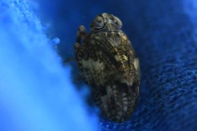 <i>Issus coleoptratus</i>
