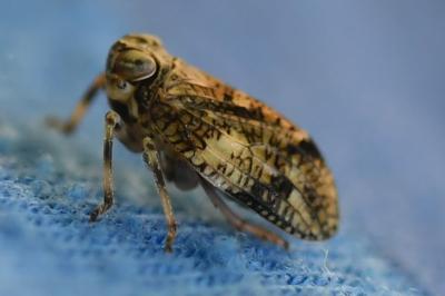<i>Issus coleoptratus</i>