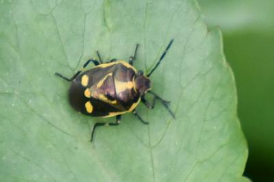 <i>Eurydema oleracea</i>