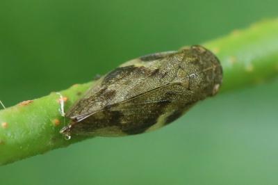 <i>Aphrophora alni</i>