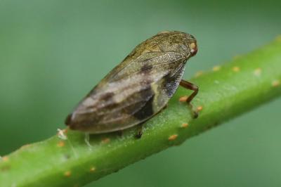 <i>Aphrophora alni</i>