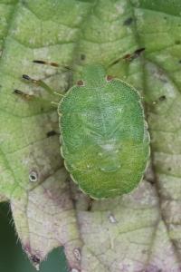 <i>Palomena prasina</i>