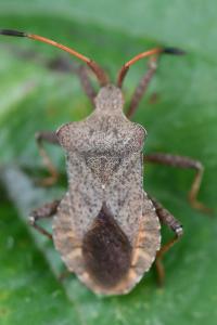 <i>Coreus marginatus</i>
