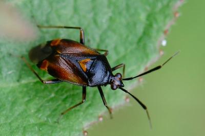 <i>Deraeocoris ruber</i>