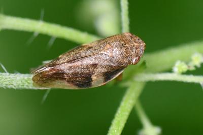 <i>Aphrophora alni</i>