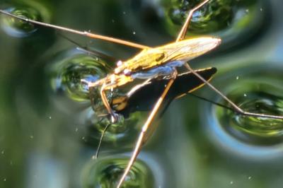 <i>Gerris</i>