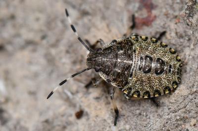 Rhaphigaster nebulosa