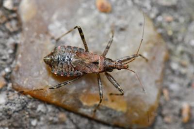 Himacerus apterus
